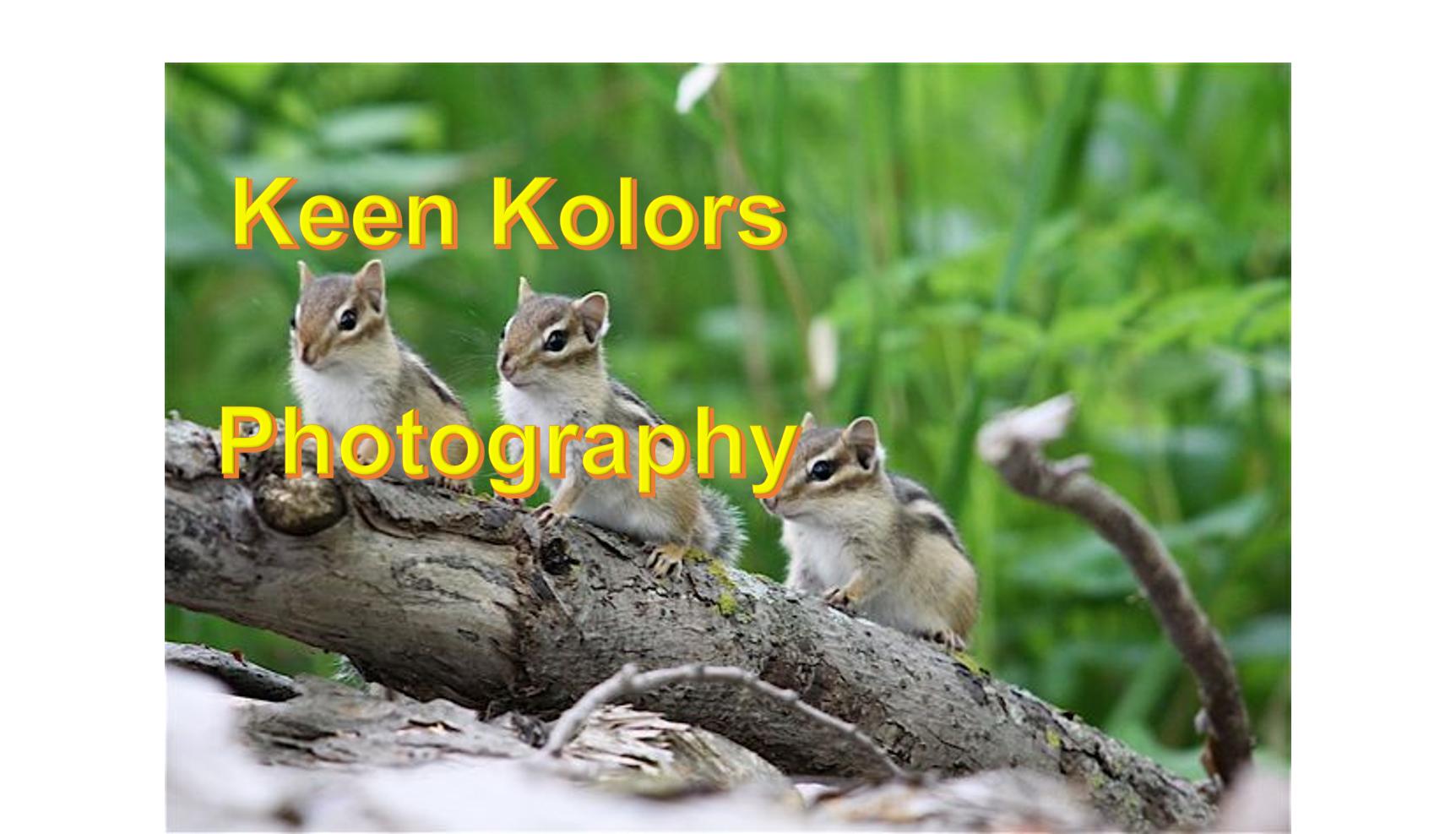 Keen Kolors 3 squirrels