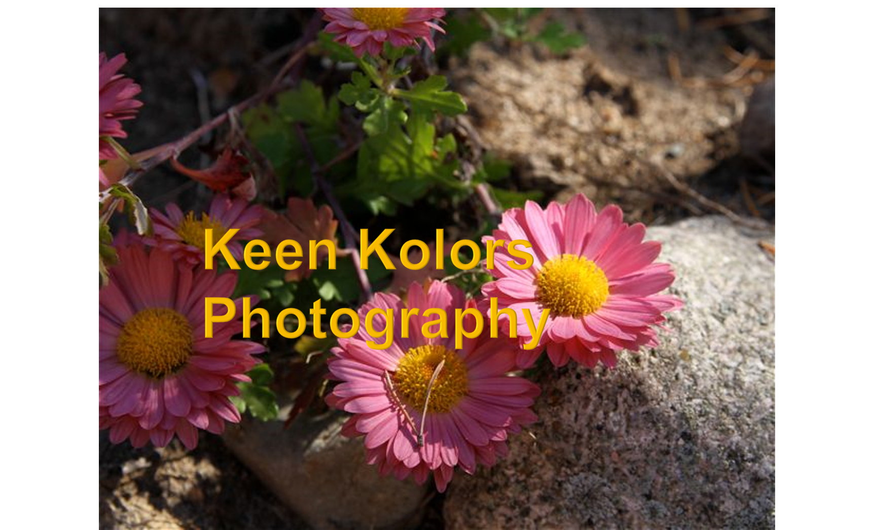 Watermarked Pink Daisy and Yellow center